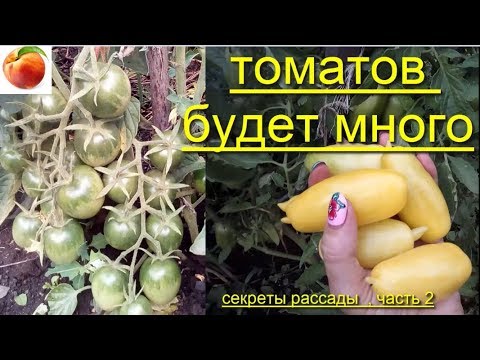 Видео: Томатов будет очень много Сделайте так с томатами выращивание Помидор tomato Ответы Томаты 2 часть