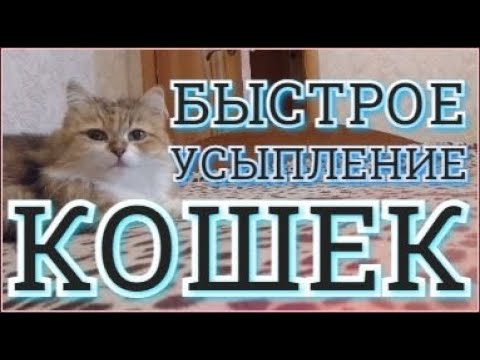 Видео: Усыпляющая музыка для кошек котов и котят Колыбельная для кошек Успокаивающая расслабляющая музыка
