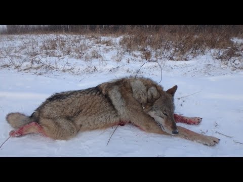 Видео: Волчья петля