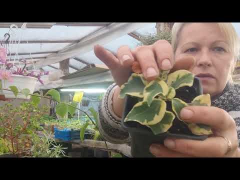 Видео: бугенвилия, бумажный цветок! размножение... 🌱🌱🌱.