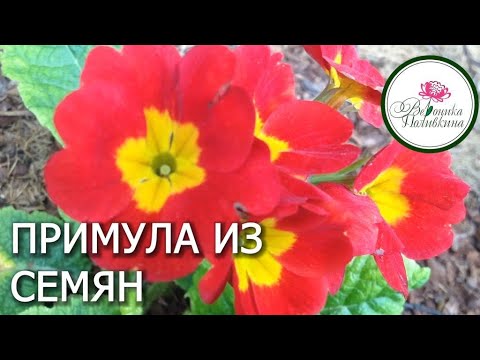 Видео: КАК ВЫРАСТИТЬ ПРИМУЛУ ИЗ СЕМЯН