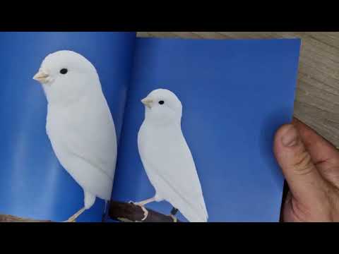 Видео: жожаларни ота онасидан ажратиш ва схема отасига кизини кошиш