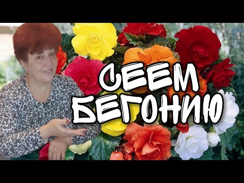 Видео: Бегония клубневая из семян. Сеем бегонию, сезон 2021.