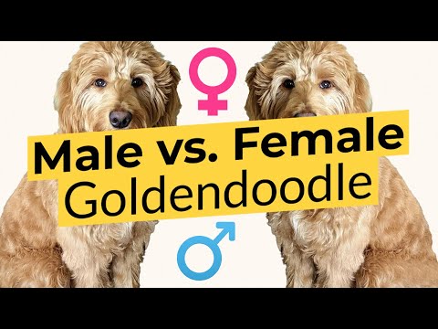 Видео: Самец и самка голдендудля: в чём разница? 🐶🦴🐶