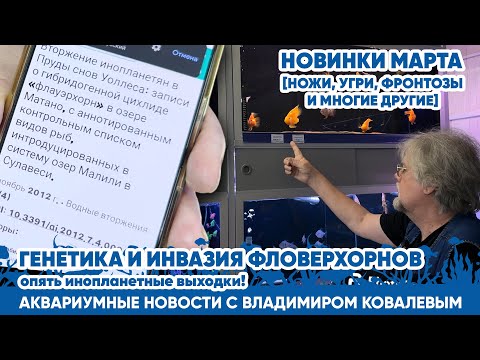 Видео: Аквариумные новости с Владимиром Ковалевым (08.03.2024). Генетика и инвазия Фловерхорнов.