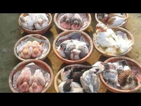 Видео: Зимние Птенцы это не Сильные Голуби а наоборот