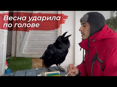 Видео: Учим "Два весёлых гуся" на ксилофоне / Брачные игры ворона