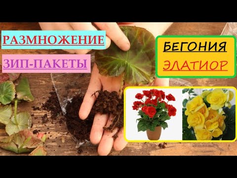 Видео: Бегония ЭЛАТИОР - УЧИМСЯ РАЗМНОЖАТЬ! Результаты укоренения ГОТОВЫ в этом видео )))