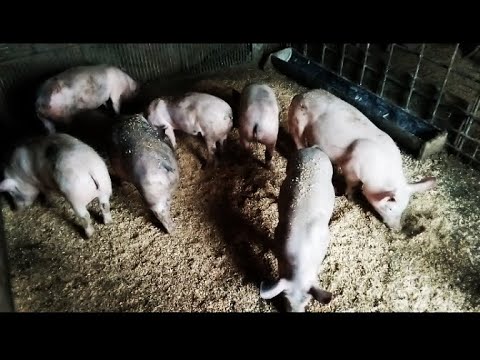 Видео: 🛑Передноворічні🌲 Ціни на Свинину🐷🌲🐖 Кременчуцький район‼️😎‼️