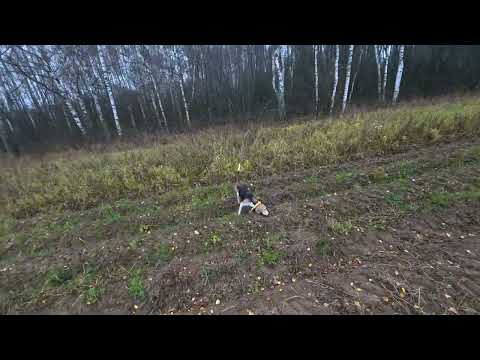 Видео: 25.10.25 Охота на зайца. Погоняли,не добыли.#hunting #охотаназайца #эстонскаягончая 