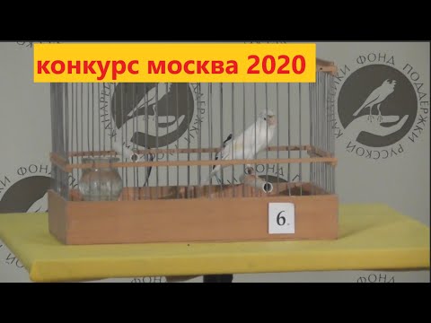 Видео: Конкурс пения РУССКОЙ канарейки весна 2020