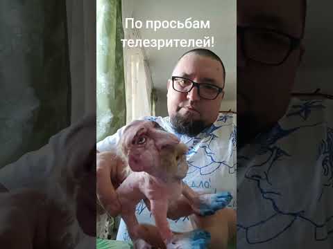 Видео: Как вы просили, я сделал Лабубу!