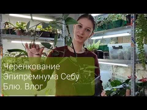 Видео: Влог 1. Черенкование Эпипремнума. Наблюдение за Карамель Марбл