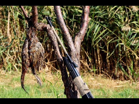 Видео: Первая Охота на Фазана с Пневматикой 2020