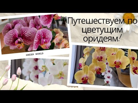 Видео: Любовь сквозь года! Цветение Голден Бьюти, Хатуюки, Леко Фантастик, Блек Страйпез, Ред Лип.