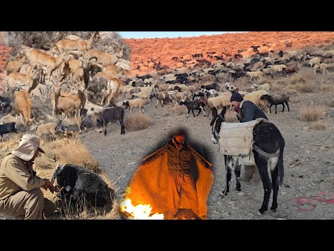 Видео: Кочевой образ жизни в нетронутой природе | Пастушьи собаки 🐕 и выживание в огне 🔥