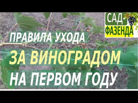 Видео: Виноград. Уход за виноградом на первом году