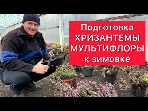 Видео: Подготовка ХРИЗАНТЕМЫ МУЛЬТИФЛОРЫ к зиме