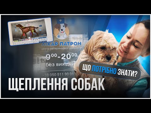 Видео: Щеплення собак. Поради ветеринара - всі нюанси що треба знати