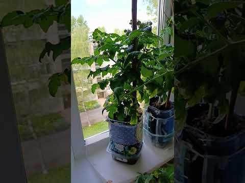 Видео: Огородик 10 мая 2025 г.