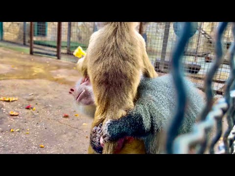 Видео: Вы только посмотрите, как Елисей ОБНИМАЕТ Люську и как тщательно ПЕРЕБИРАЕТ ЕЙ ШЕРСТКУ!