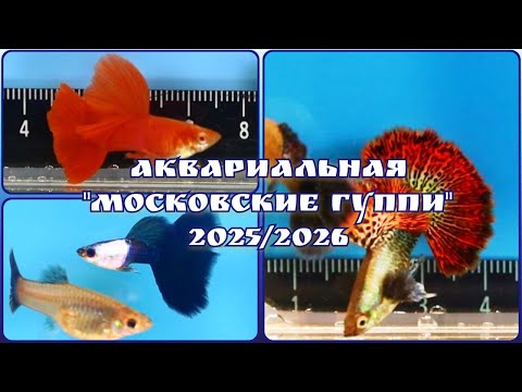 Видео: Аквариальная "Московские гуппи"- 2025/2026