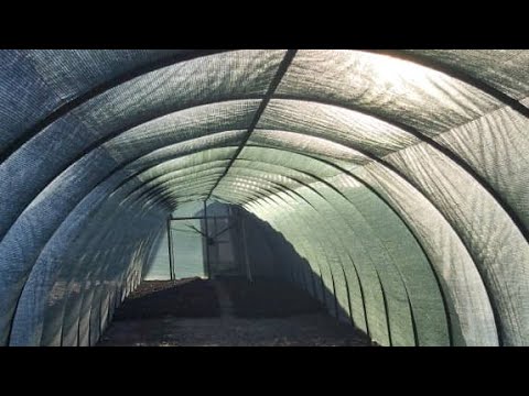 Видео: Блэк Джем кочоттор келди