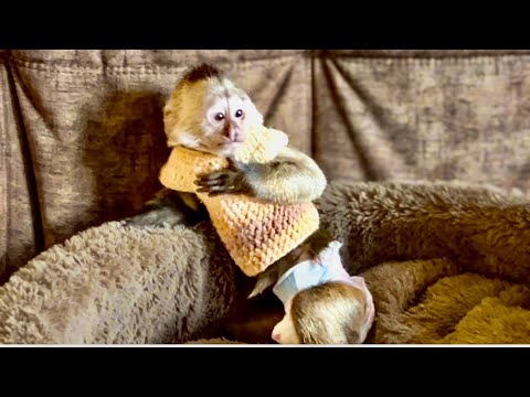 Видео: Финик В ШОКЕ ОТ ПРОДЕЛОК Анфисы «Девочки, уймите вашу мать»!))