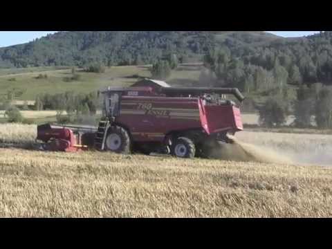Видео: Енисей 1200 ESSIL 760 уборка ржи