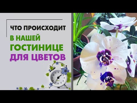 Видео: Что происходит в нашей гостинице для цветов за 2 месяца. Приоткрываем занавес трудовых будней)