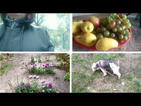 Видео: Vlog: ДЕЛА ДОМАШНИЕ. НА КУХНЕ. ГУЛЯЕМ С ФИЛЕЙ. КРАСКИ ОСЕНИ.