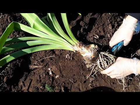 Видео: Амариллис в огороде осень