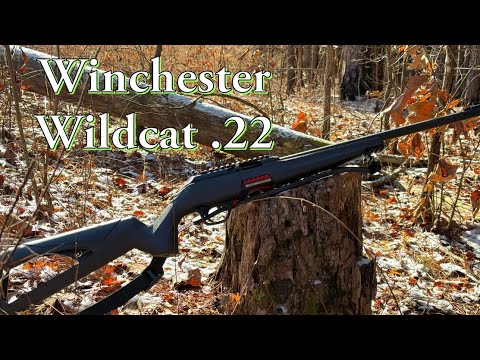 Видео: Winchester Wildcat .22 LR | Лучше, чем Ruger 10/22