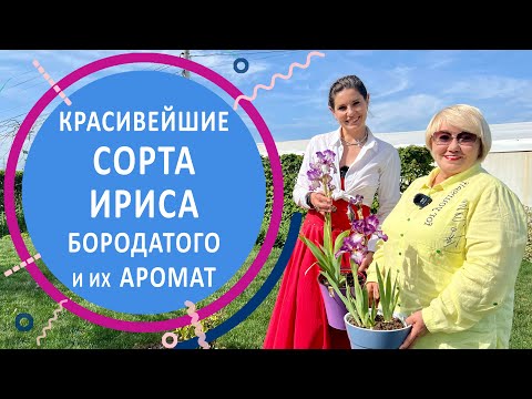 Видео: Красивейшие сорта ириса бородатого и их ароматы