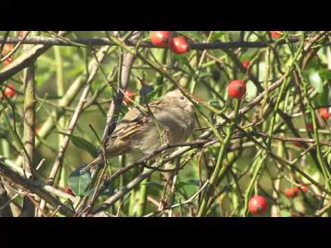 Видео: Домовый воробей самка♀️/House sparrow/Passer domesticus