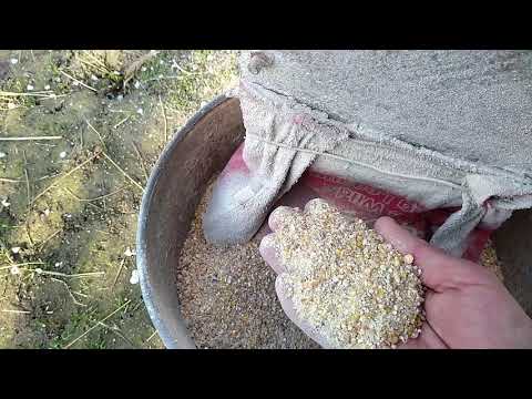 Видео: ИЗ ЧЕГО Я ГОТОВЛЮ КАШУ ДЛЯ НУТРИЙ. Дробление зерна и пропорции.