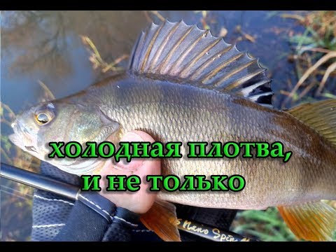 Видео: МОРМЫШИНГ. ХОЛОДНАЯ ПЛОТВА, И НЕ ТОЛЬКО.