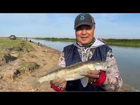 Видео: Дерзкие Нуринские судаки! Рыбалка с ночёвкой!