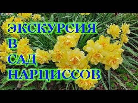 Видео: Нарциссы:махровые,трубчатые,крупно-,мелко-и разрезнокорончатые,поэтические.Описание любимых сортов.