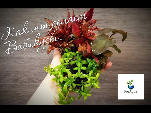 Видео: Вы просили, мы сняли. Вабикусы.