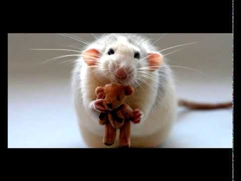 Видео: Dust Heaven - мышка