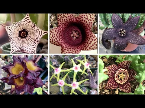 Видео: РЕДКИЕ суккуленты Caralluma, Huernia, Orbea - Эпизод 210
