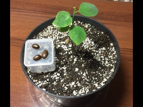 Видео: Как правильно выращивать ЧЕРИМОЙЮ!!! (ОЧЕНЬ СТОЙКОЕ РАСТЕНИЕ) БОЛЕЗНИ НЕ БЕРУТ!!!