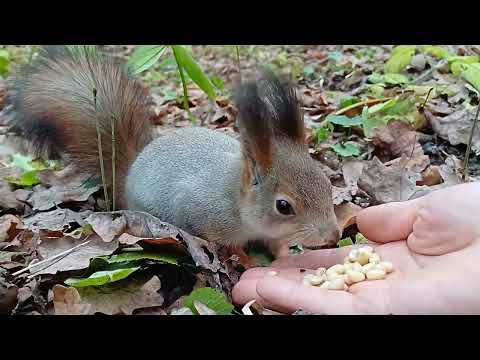 Видео: Покушаю😂😋/ Заодно Спрячу 🤣 Второму🐿️ Не Угодила #shortvideo #shorts #squirrel #sun #animals  #reels