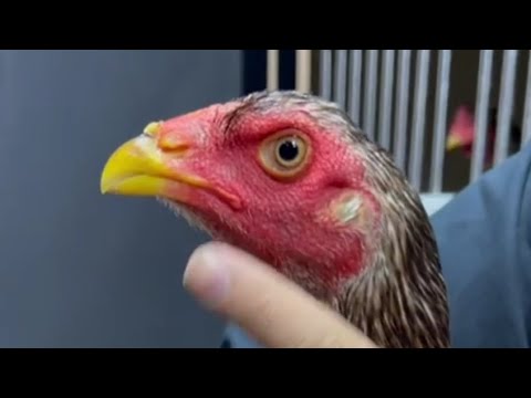 Видео: АССАЛОМУ АЛЛЕКУМ ПАРВОЗЛАР КОРИЛАРЧИ ТОЗЗАСИ ТОЛЬКО БИЗДА 