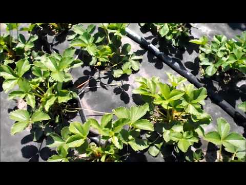 Видео: Усы на клубнике. Как сделать, чтобы их было больше.