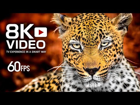 Видео: ЗА ГРАНИЦЕЙ РЕАЛЬНОСТИ: ЖИВОТНЫЕ В 8K 60FPS – ТЕСТ TRUE COLOR TV #8K #4K