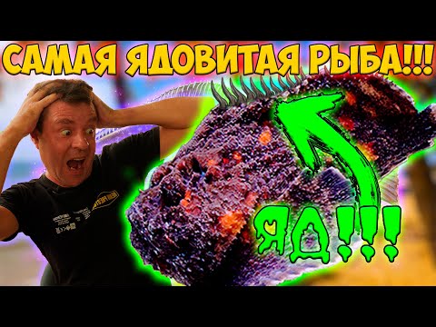 Видео: Готовим вкусную и ядовитую рыбу камень!