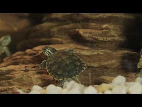 Видео: Все О Домашних Животных: Желтоухая Черепаха