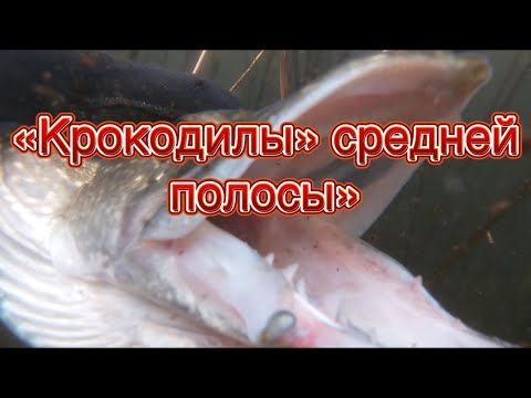 Видео: «Крокодилы» средней полосы» подводная охота сезона 2025